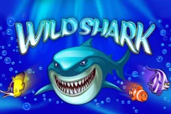 Wild Shark