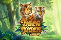 Tiger Tiger Wild Life